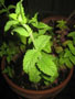 flash mint.JPG
